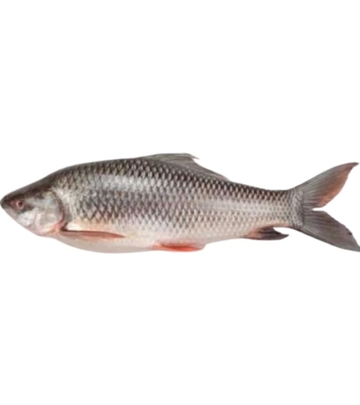 Rohu Fish