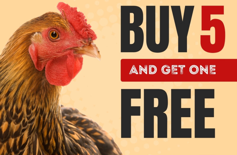 buy 5 CHICKENS and get 1 FREE!